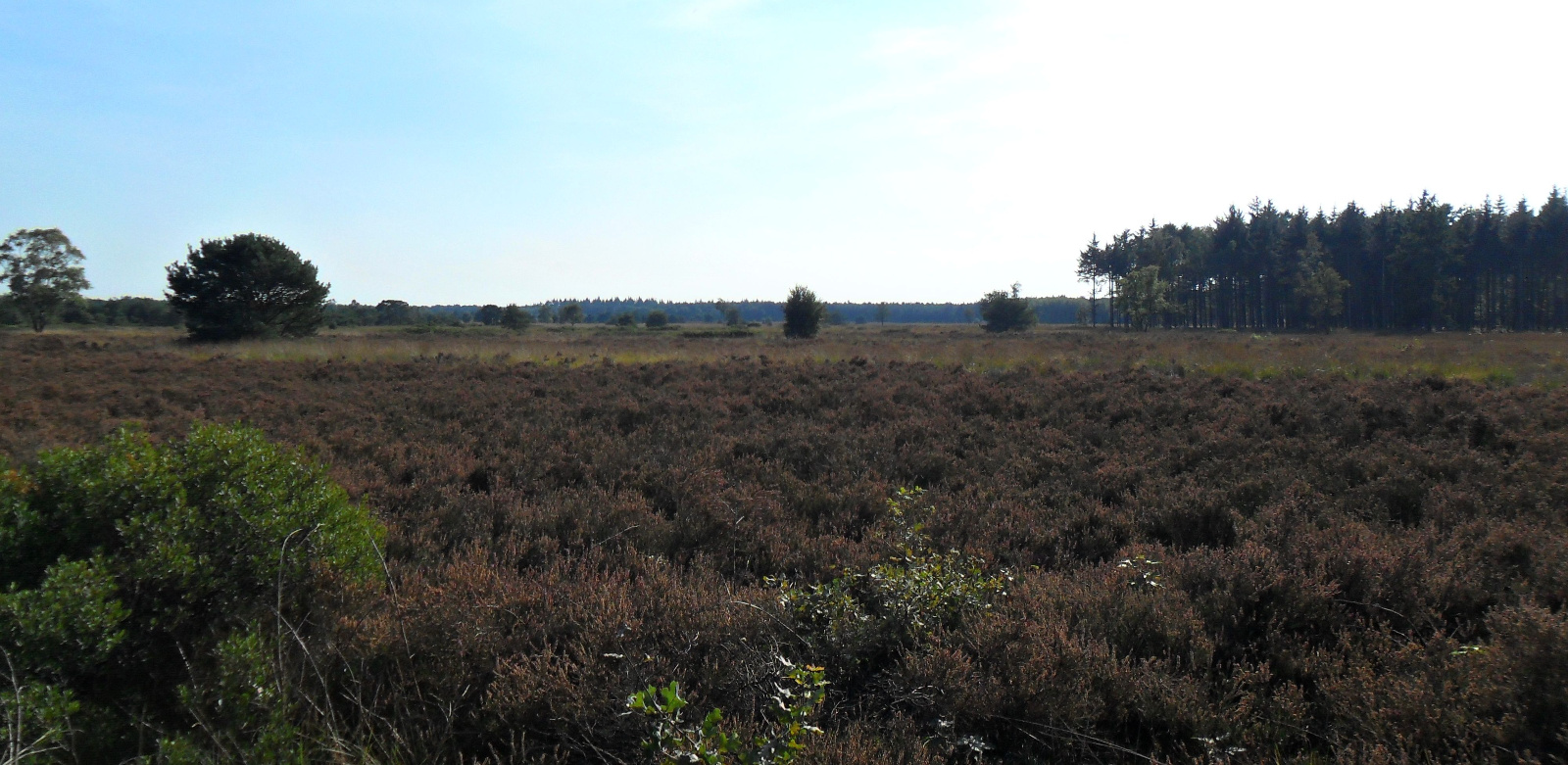 Heide bij Valkenswaard